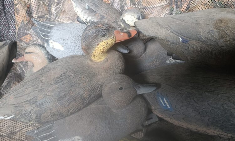 Satılık ÜRÜN – Tekirdağ – İlan 27113 – Görsel 27116