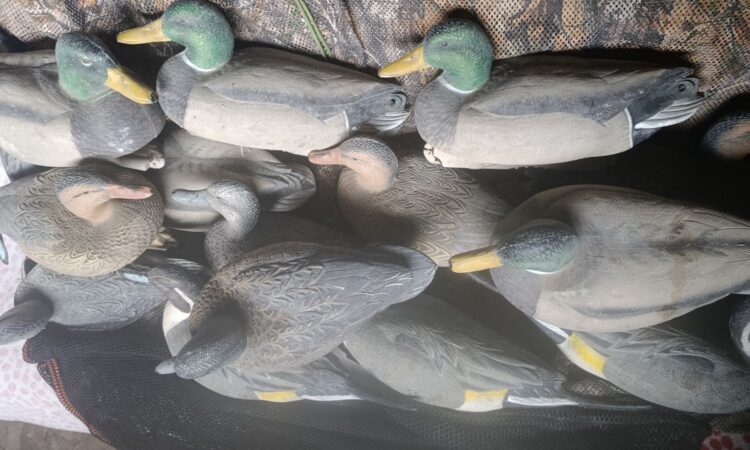 Satılık ÜRÜN – Tekirdağ – İlan 28051 – Görsel 28052