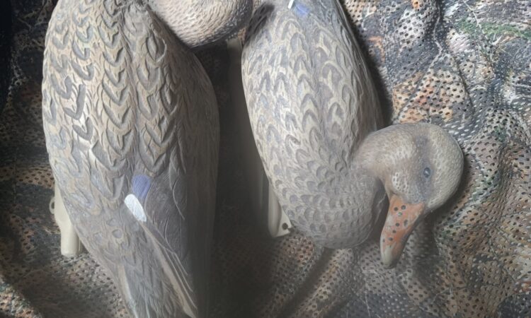 Satılık ÜRÜN – Tekirdağ – İlan 28062 – Görsel 28067