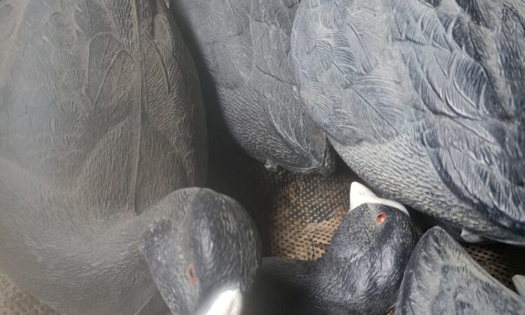 Satılık ÜRÜN – Tekirdağ – İlan 27133 – Görsel 27134