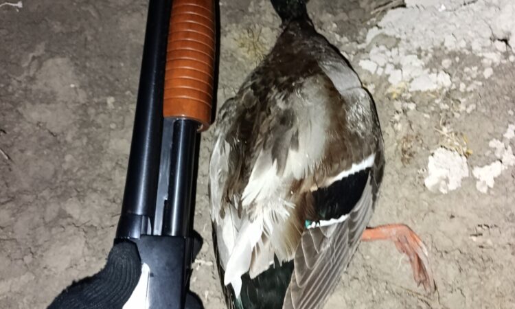 Satılık YİVSİZ TÜFEK – Winchester 1300 – 12 Kalibre – Van – İlan 17323 – Görsel 28789