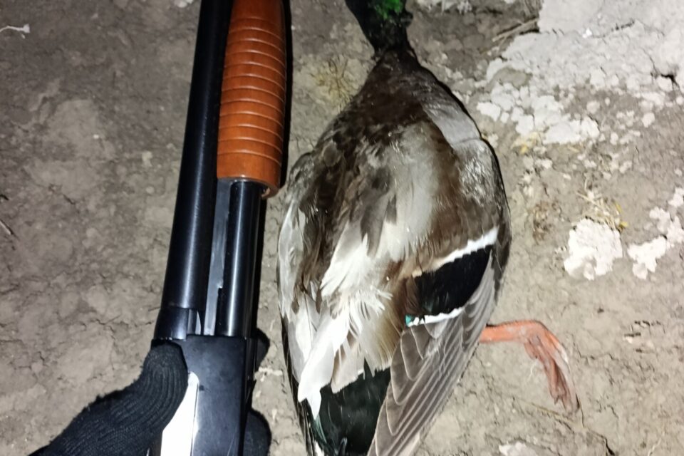 Satılık YİVSİZ TÜFEK – Winchester 1300 – 12 Kalibre – Van – İlan 17323 – Görsel 28789