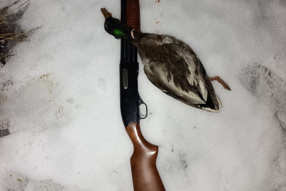 Satılık YİVSİZ TÜFEK – Winchester 1300 – 12 Kalibre – Van – İlan 17323 – Görsel 28788